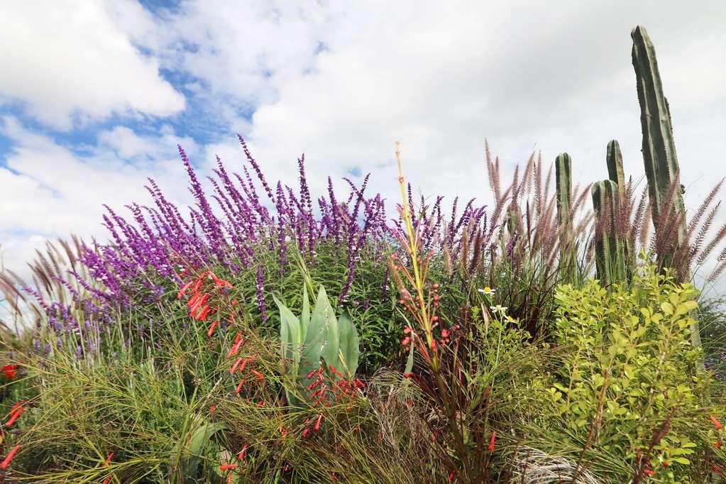 Albor San Miguel De Allende Tapestry Collection By Hilton Luaran gambar