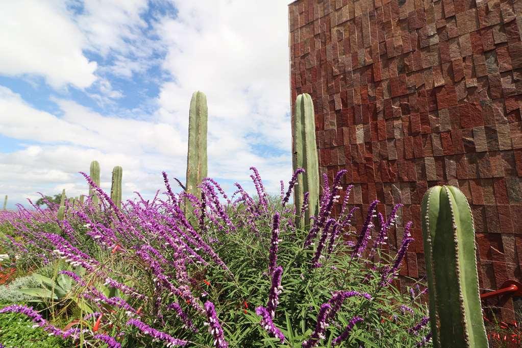 Albor San Miguel De Allende Tapestry Collection By Hilton Luaran gambar